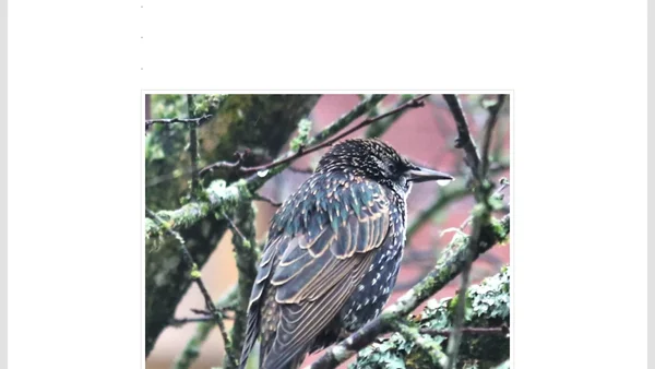 The names of birds, part 4